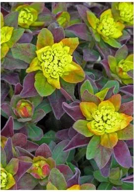 Euphorbia polychroma Bon Fire Spurge