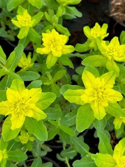 Euphorbia polychroma Spurge