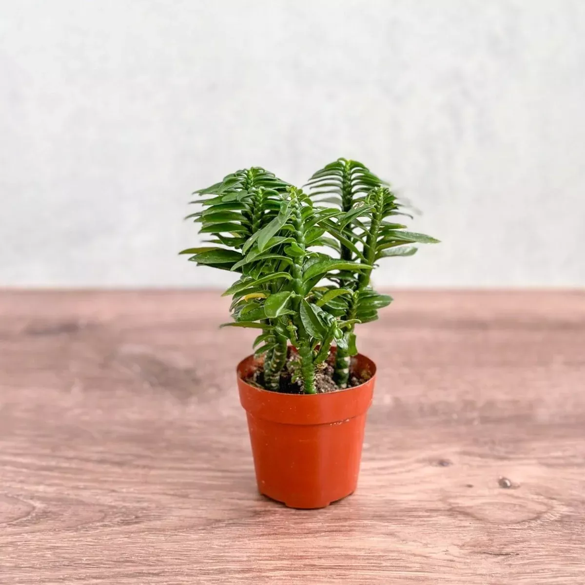 Euphorbia tithymaloides - Devils Backbone - 3 Inch