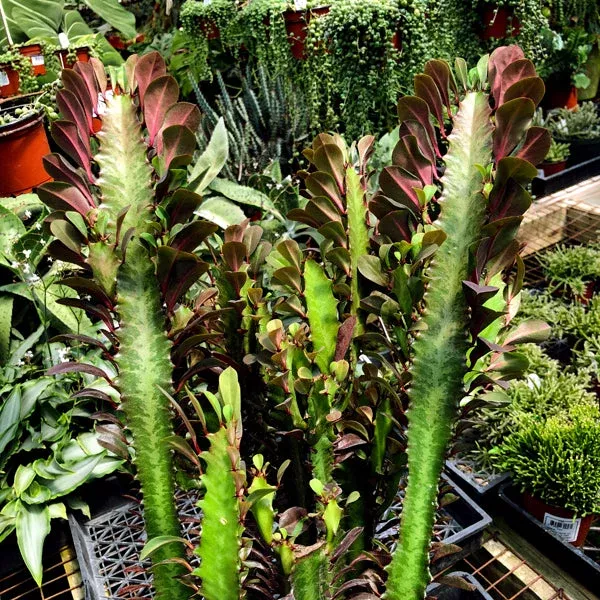 euphorbia-trigona-rubra Euphorbia Trigona Rubra