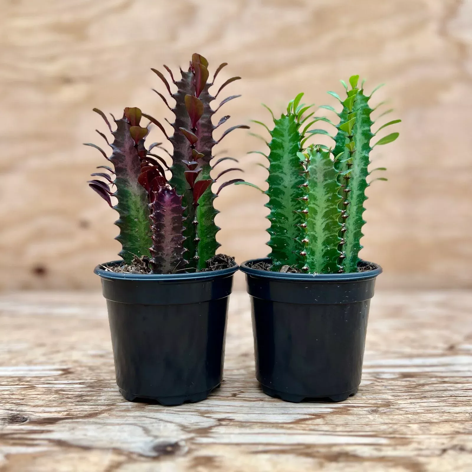 euphorbia-trigona Euphorbia Trigona