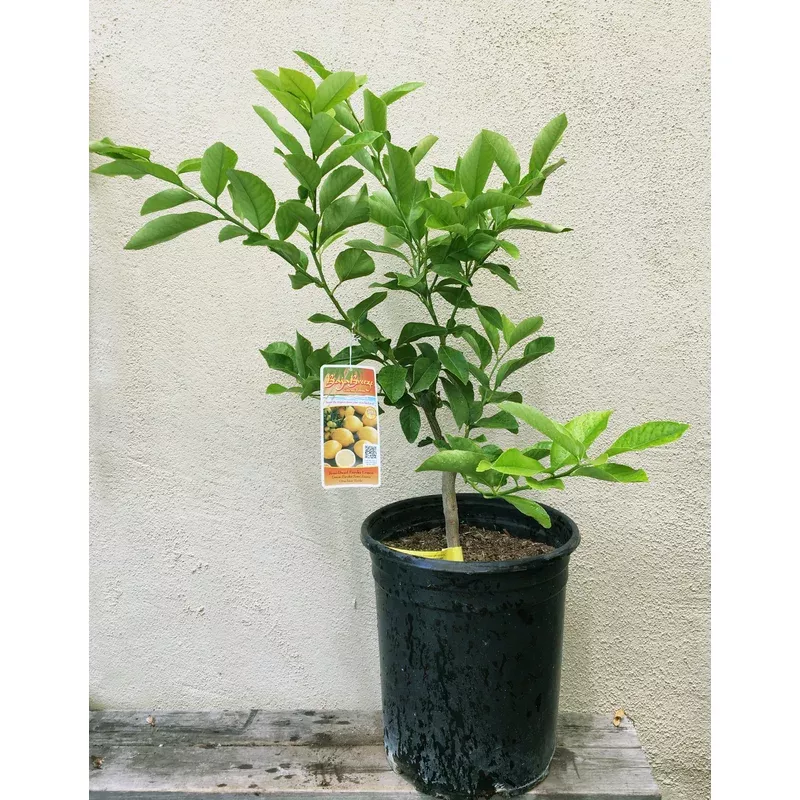 eureka-lemon-standard Eureka Lemon, standard