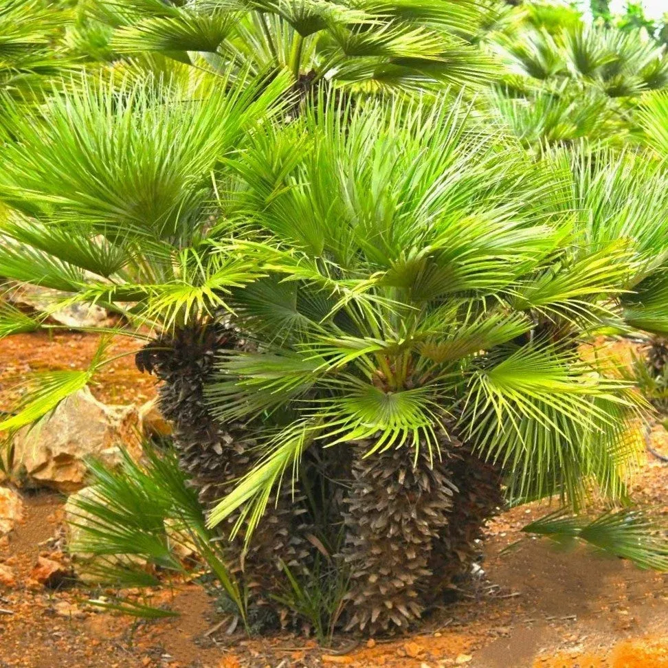 european-fan-palm-tree European Fan Palm Tree