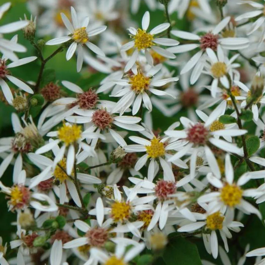 eurybia-divaricata-eastern-star Eurybia divaricata 'Eastern Star'