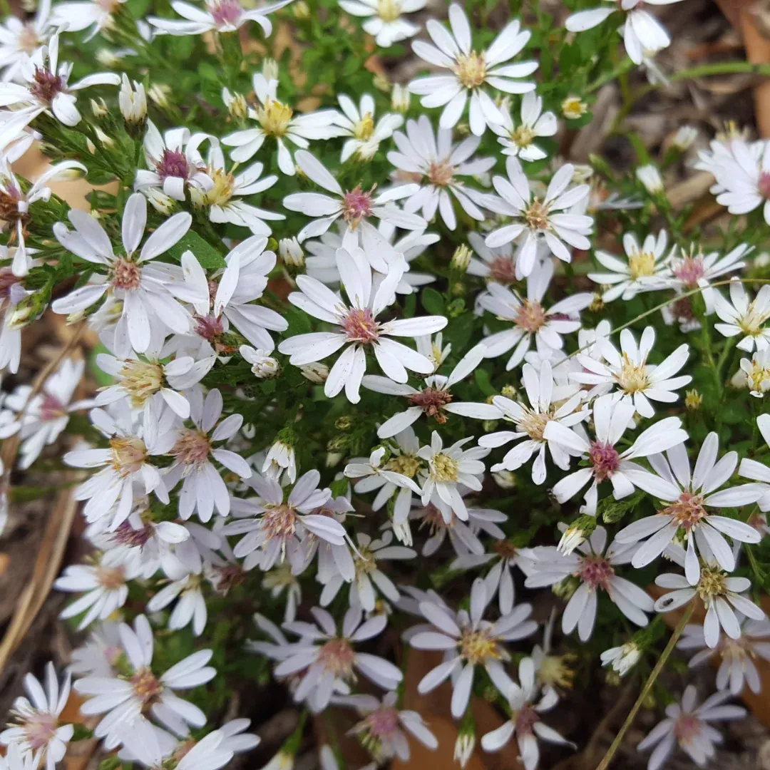 Eurybia divaricata
