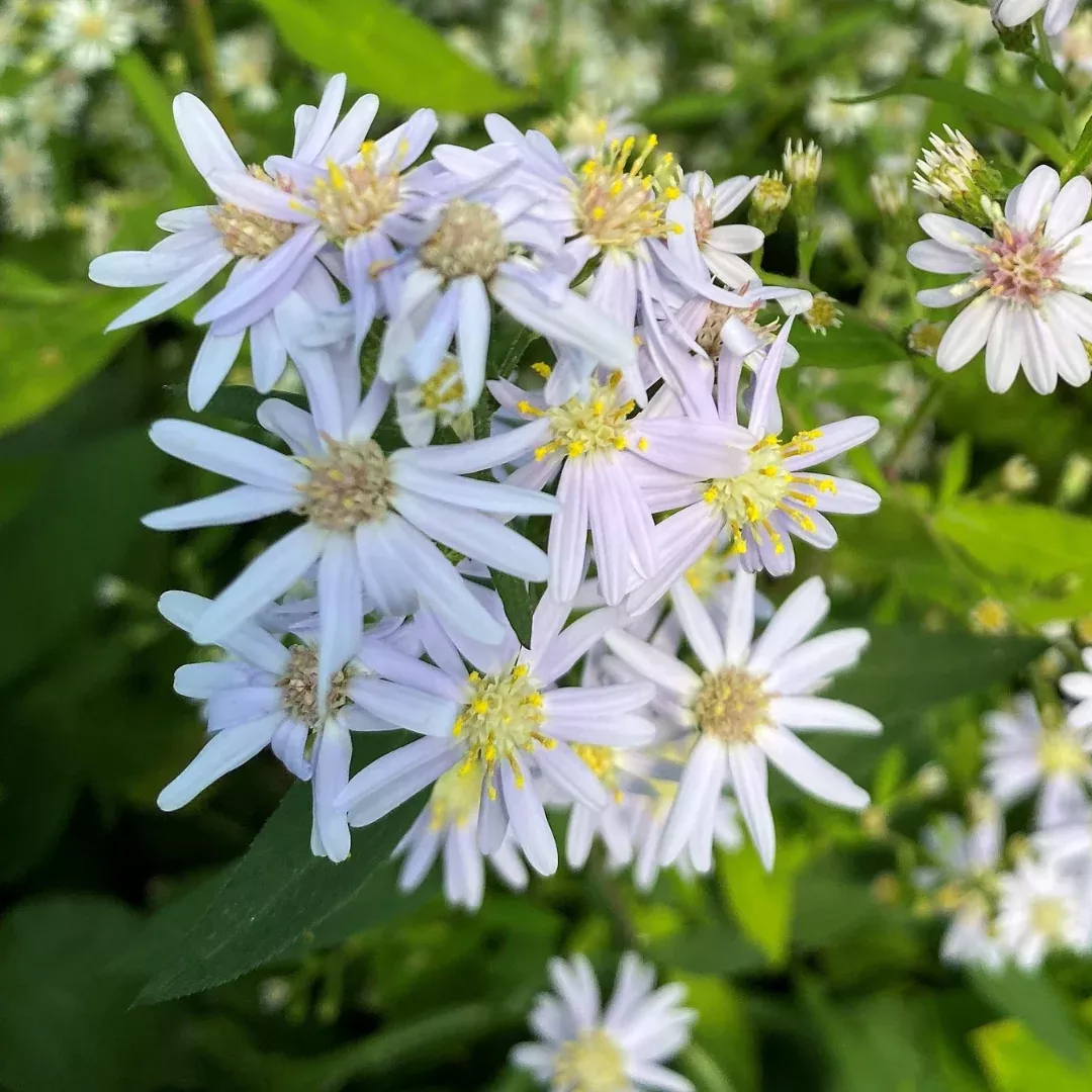 Eurybia macrophylla