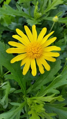 euryops-athena-sun Euryops (Athena Sun)