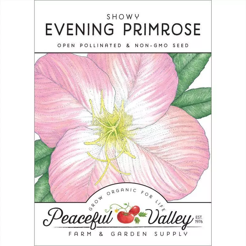 evening-primrose-showy-pack Evening Primrose, Showy (pack)