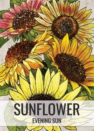 evening-sun-sunflower-seeds-planting-helianthus-annuus Evening Sun Sunflower Seeds For Planting (Helianthus annuus)