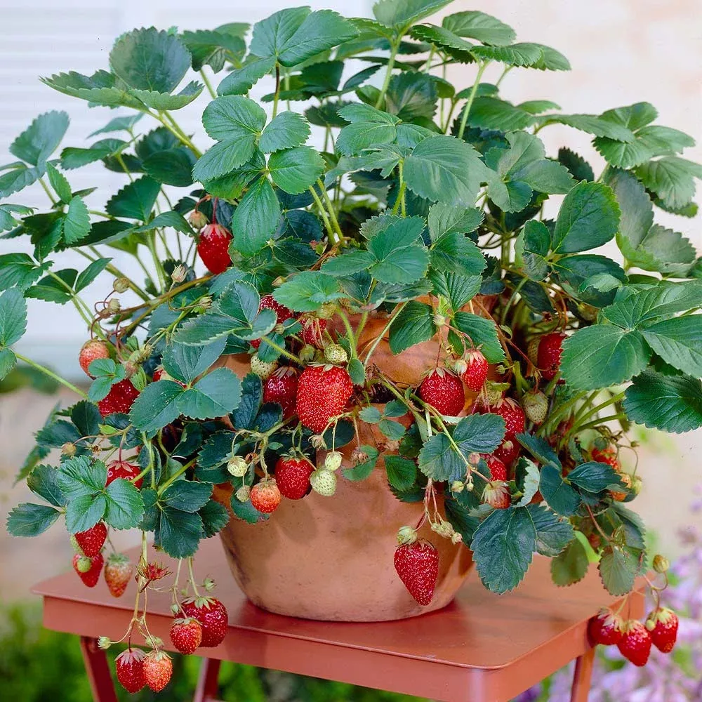 everbearing-strawberry-bush Everbearing Strawberry Bush