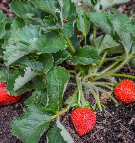 everbearing-strawberry Everbearing Strawberry