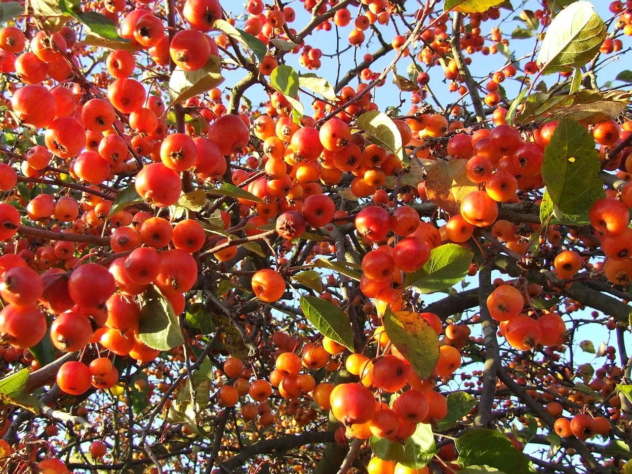 Evereste Crabapple