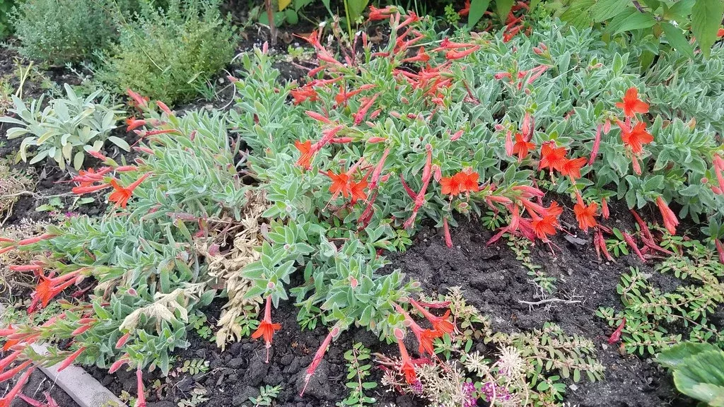 Everett's Choice California Fuchsia