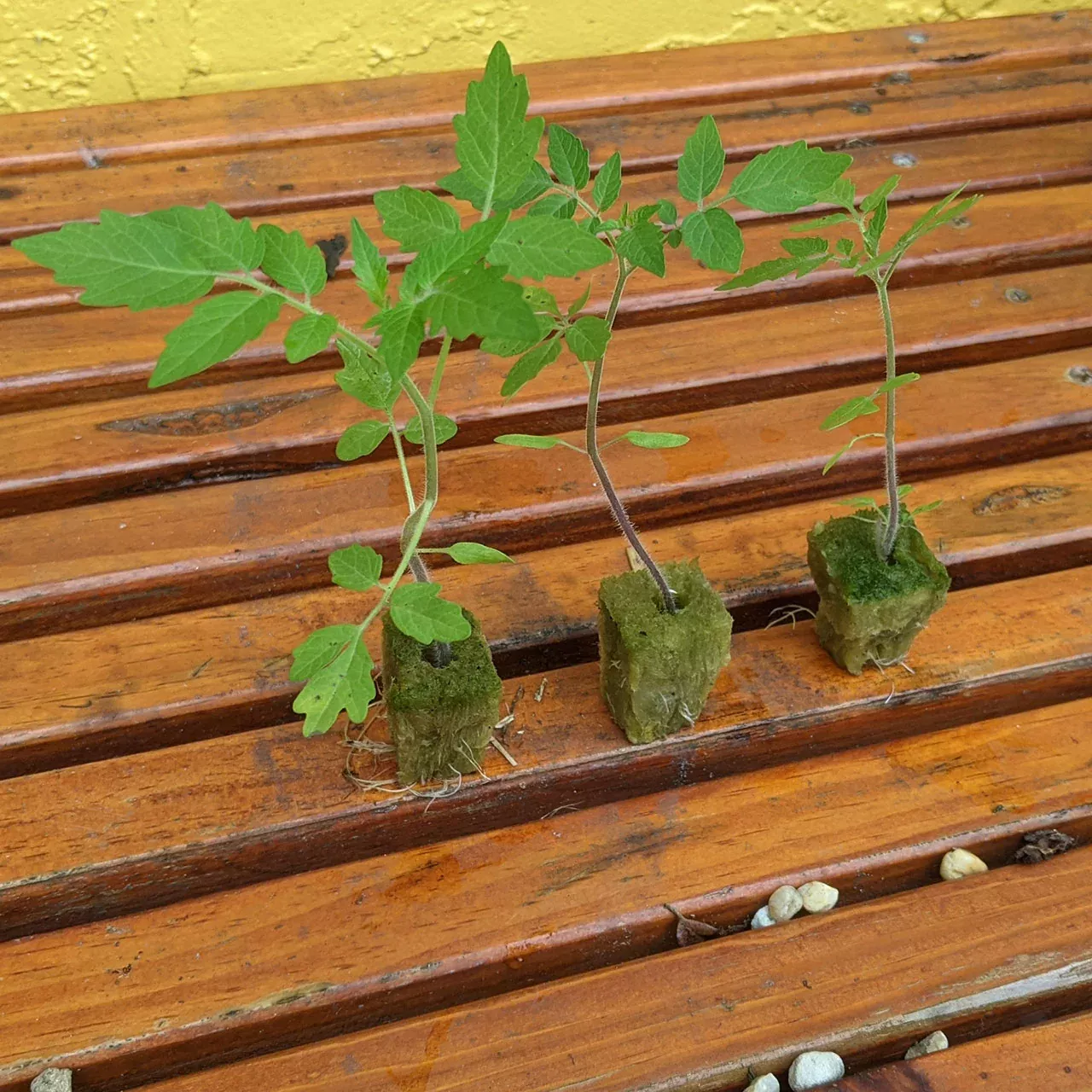 everglades-tomato-plants-3-pack Everglades Tomato Plants - 3 Pack