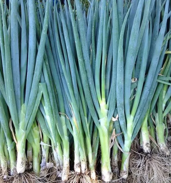 evergreen-hardy-white-scallion Evergreen Hardy White Scallion