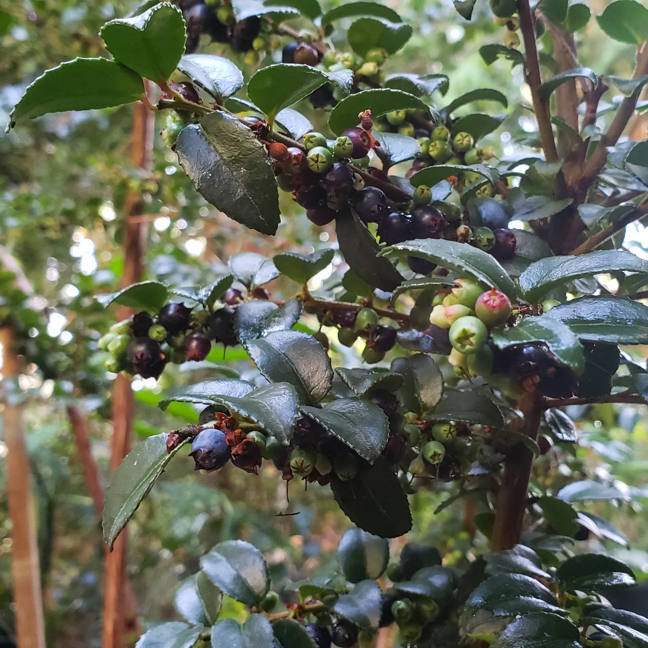 evergreen-huckleberry Evergreen Huckleberry