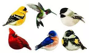 evergreen-screen-savers-birds Evergreen Screen Savers-Birds