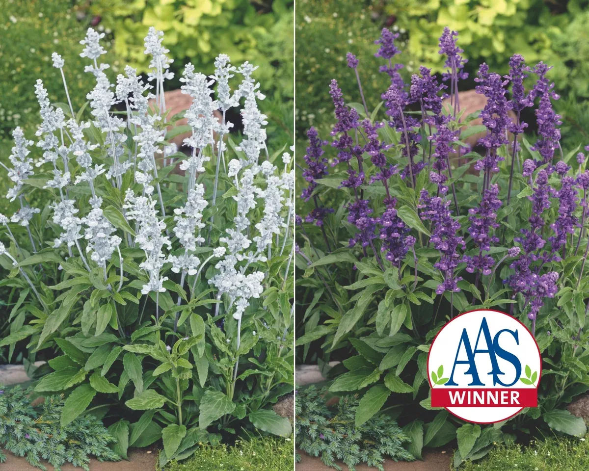 Evolution Mix Salvia Seeds