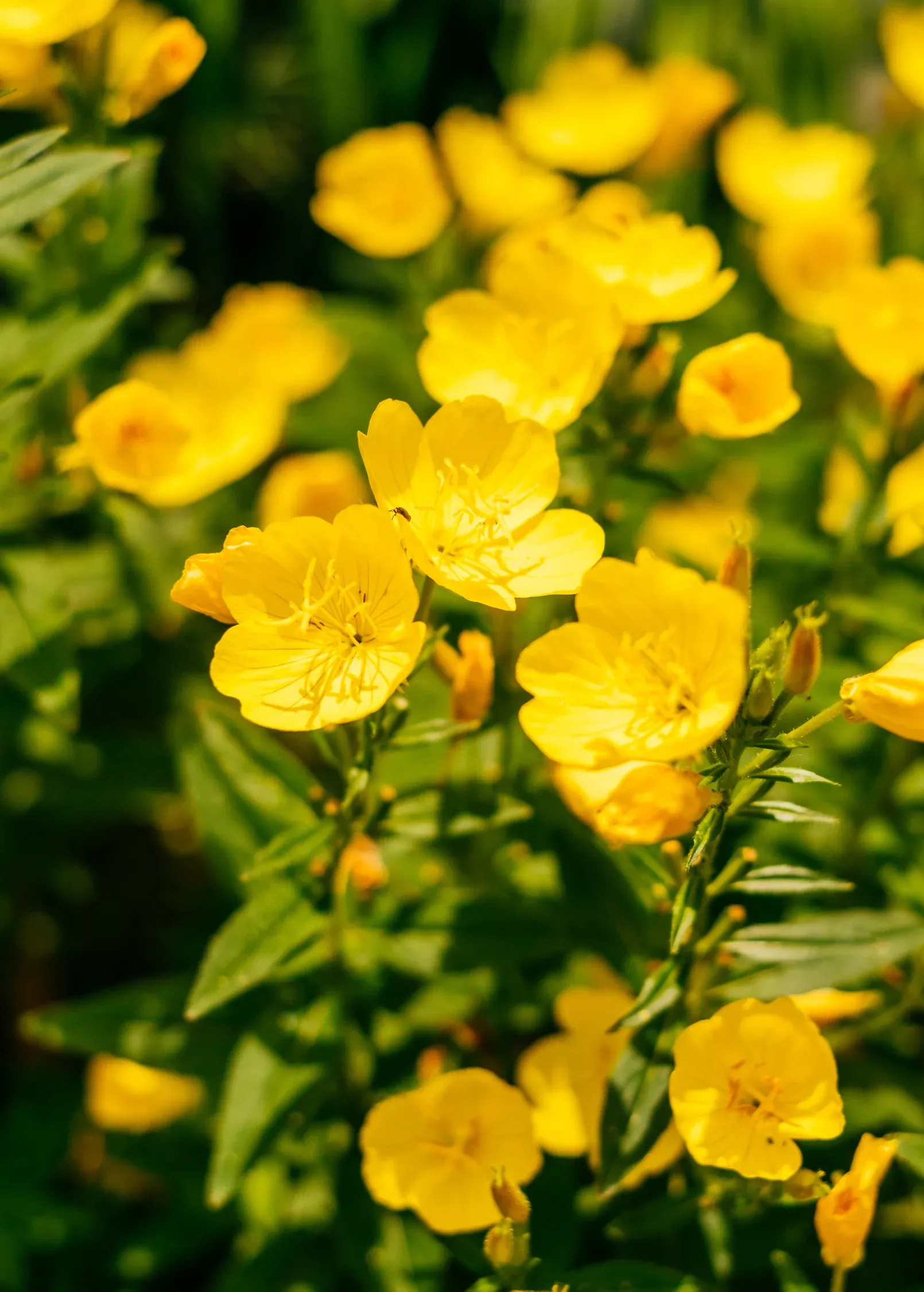 Ewling Primrose(Oenothera biennis)