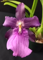 *Exclusive;Miltonia spectabilis var. moreliana 'Royalty' AM/AOS, 4" Basket/XXL Overgrown