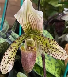 *Exclusive; Paphiopedilum x dixlerianum, Multi-Growth, 5in. Pot