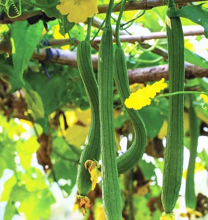 extra-long-smooth-luffa-gourd Extra Long Smooth Luffa Gourd
