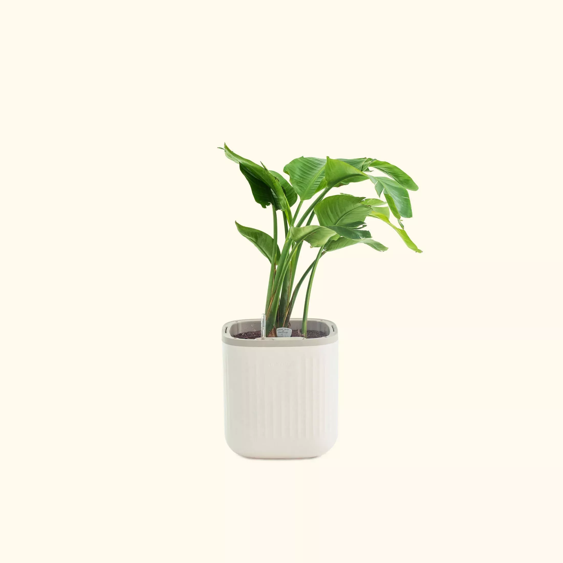 ez-self-watering-home-planter EZ Self-Watering Home Planter