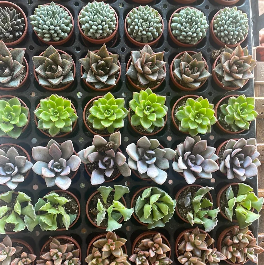 fairy-garden-succulents Fairy Garden Succulents