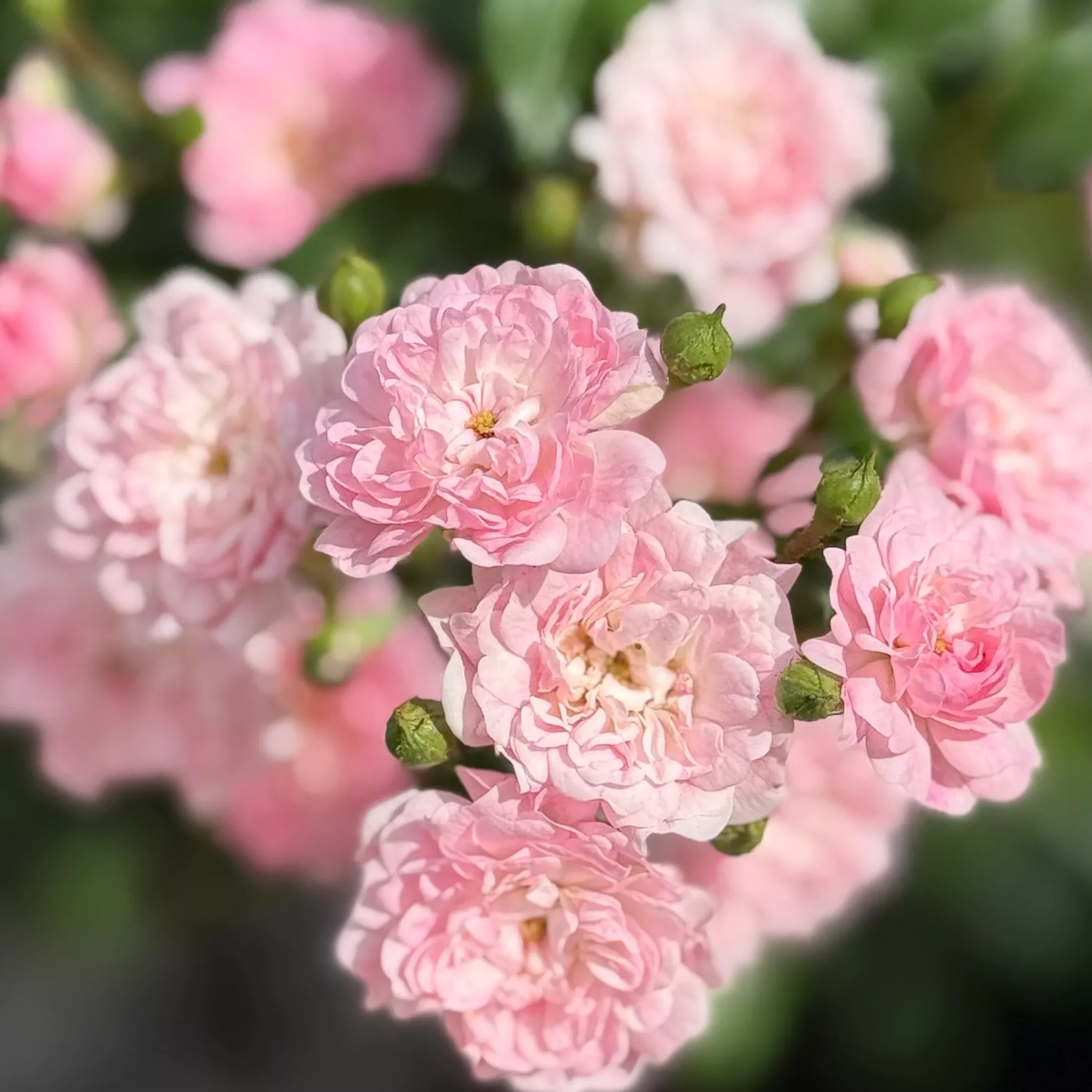 fairy-potted-rose-bush The Fairy Potted Rose Bush