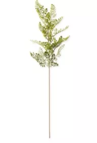 Fake Fern Stem