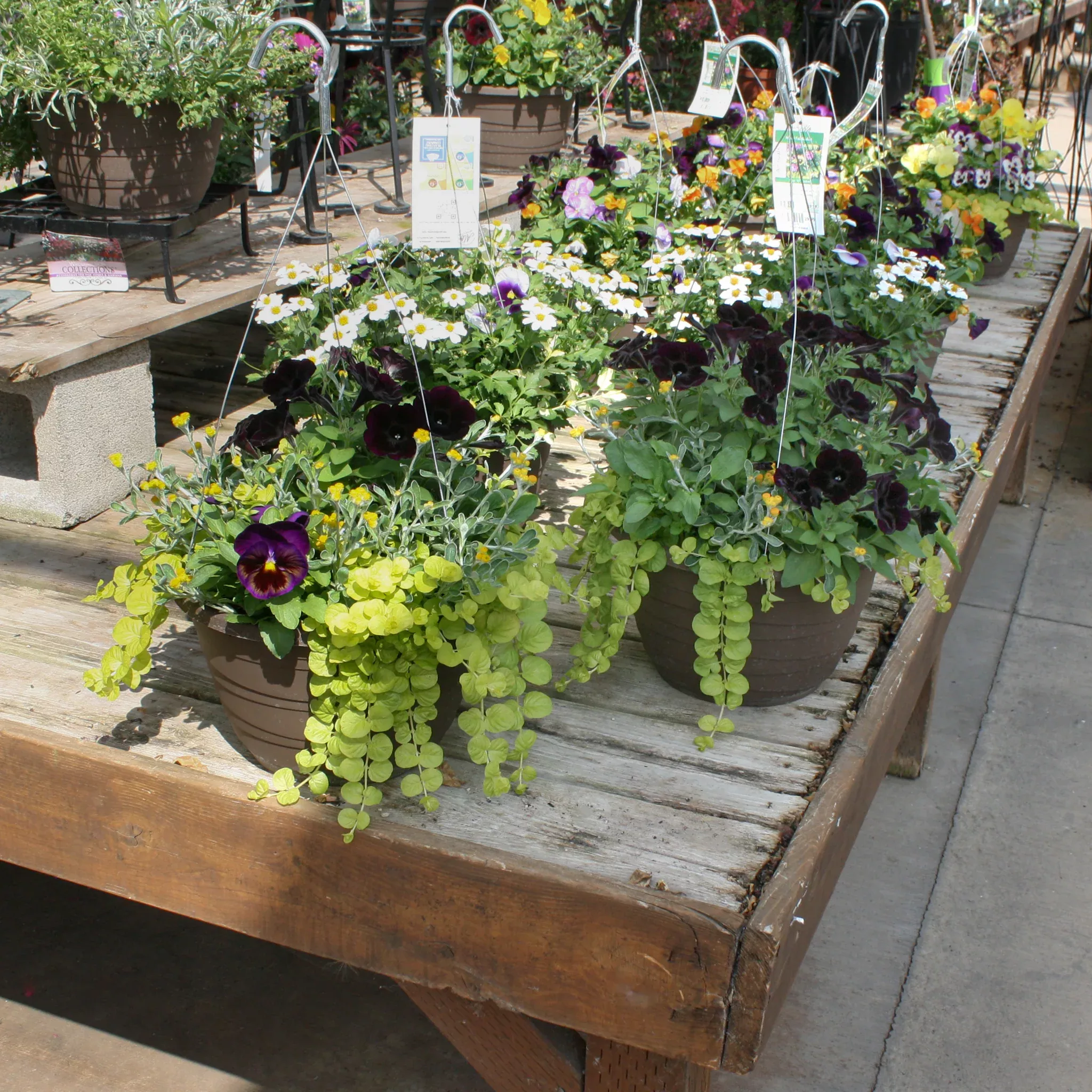 Fall Hanging Basket