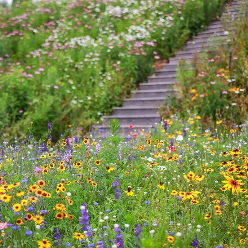 fall-maximum-wildflower-seed-mix Fall Maximum Wildflower Seed Mix