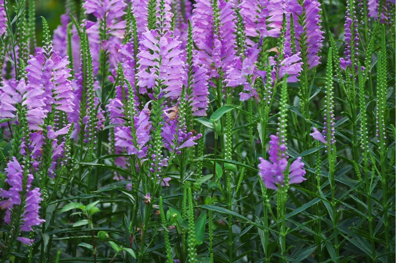 fall-obedient-plant Fall Obedient Plant