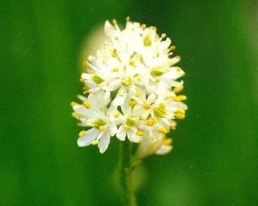 false-asphodel-seeds-triantha-occidentalis False Asphodel Seeds (Triantha occidentalis)