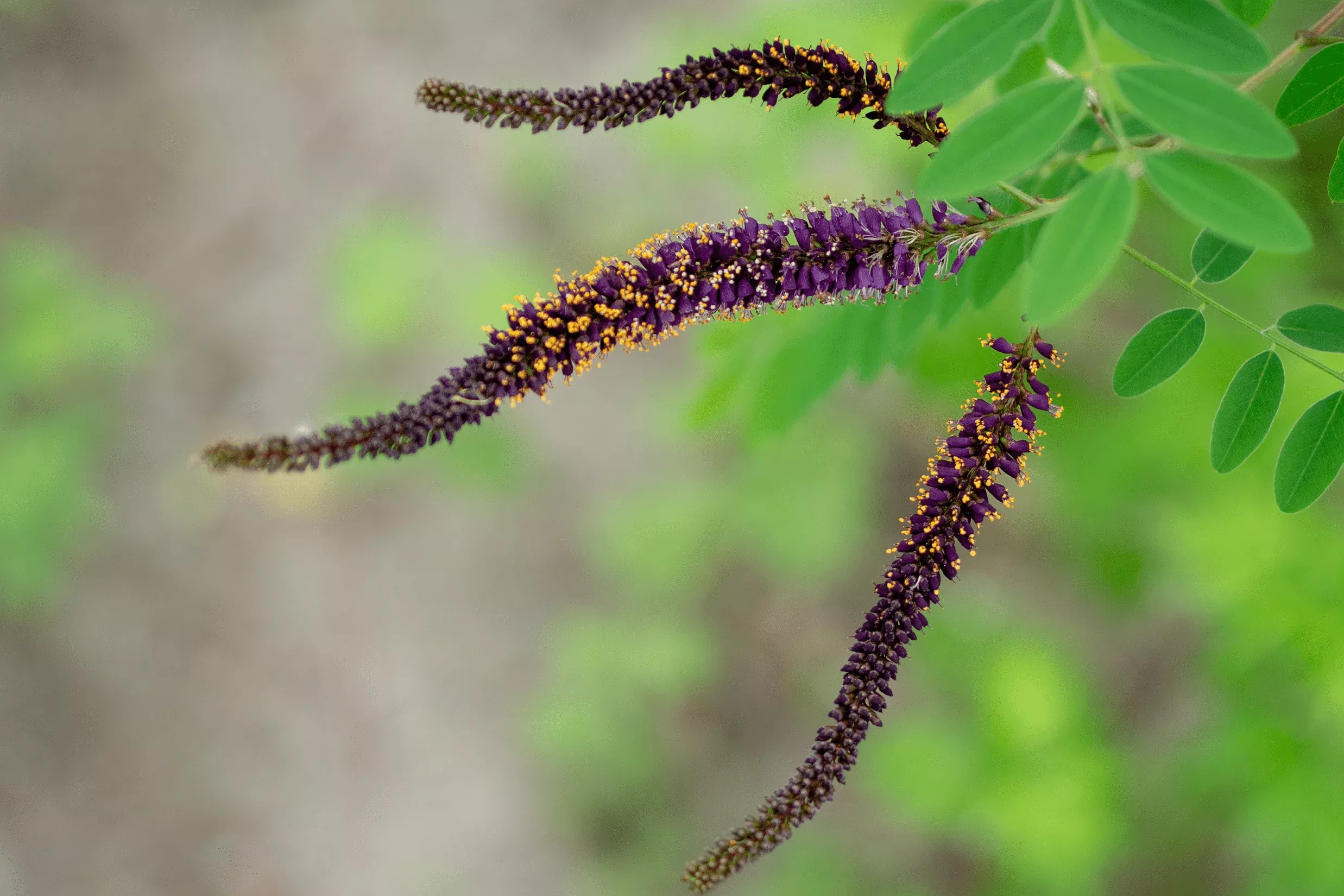 False Indigo Bush