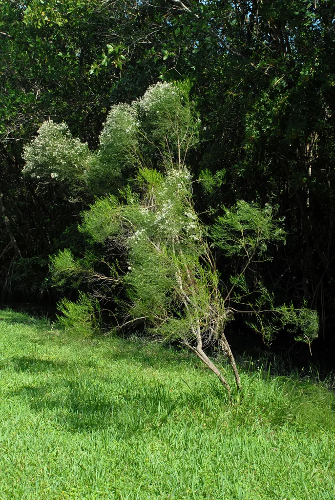 false-willow-saltbush False Willow Saltbush