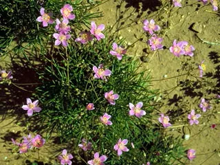 fame-flower Fame Flower