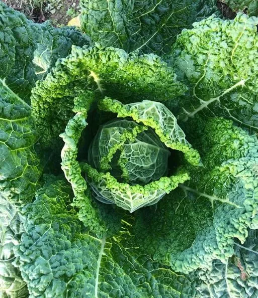 famosa-f1-cabbage Famosa F1 Cabbage