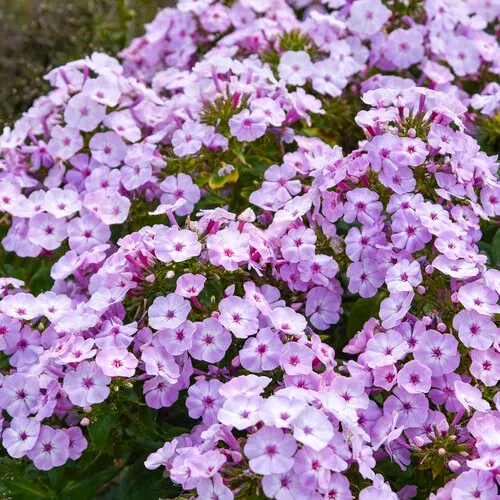 Fancy Girl Phlox