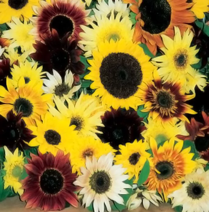 fantasia-f1-sunflower Fantasia F1 Sunflower