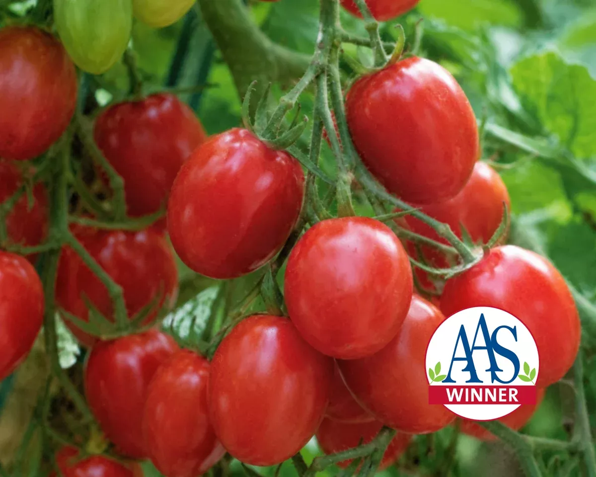fantastico-hybrid-tomato-seeds Fantastico Hybrid Tomato Seeds