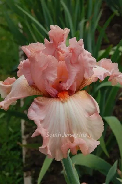 fantasy-in-pink-p-black-2014 Fantasy In Pink- P. Black, 2014