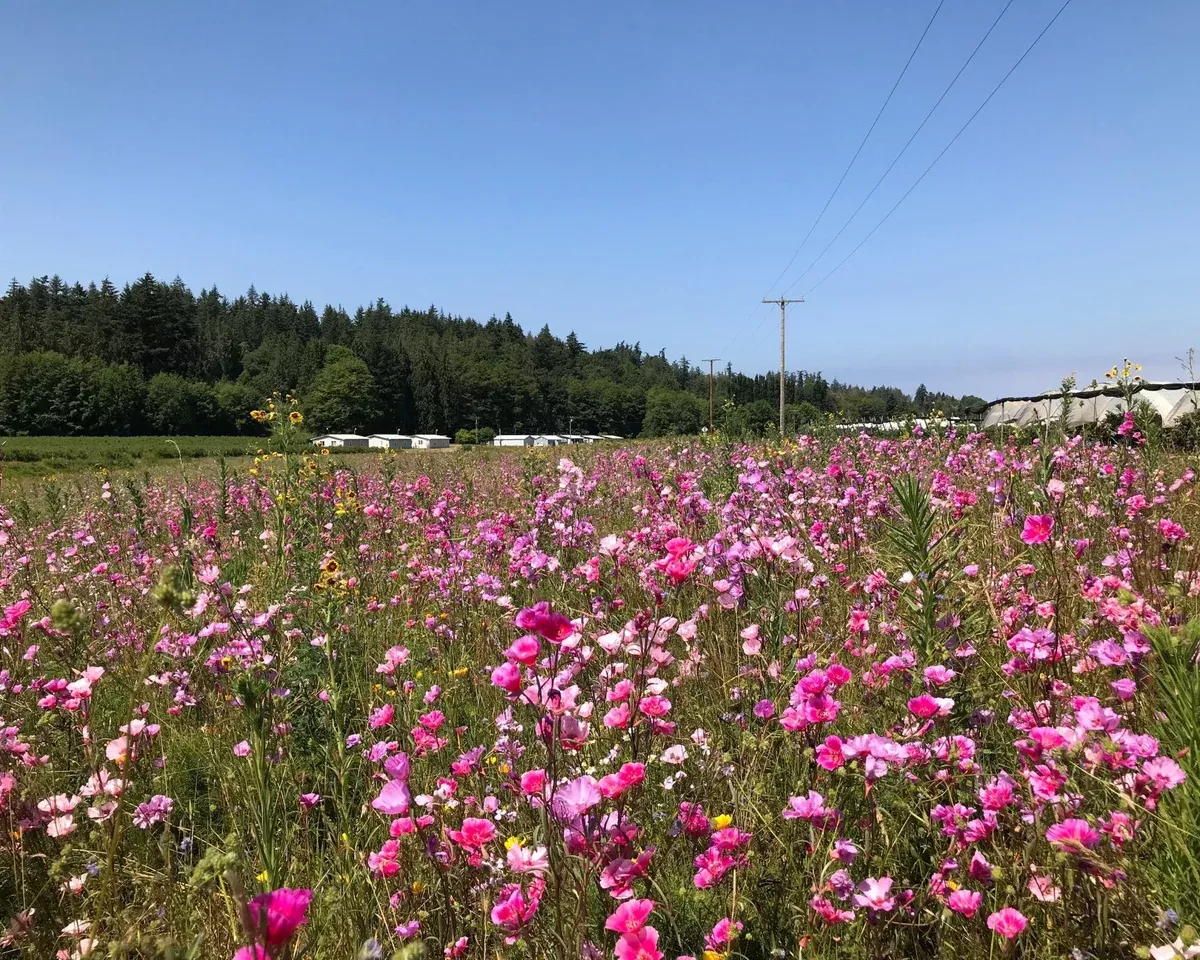 farewell-to-spring-seeds-clarkia-amoena Farewell to Spring Seeds (Clarkia amoena)