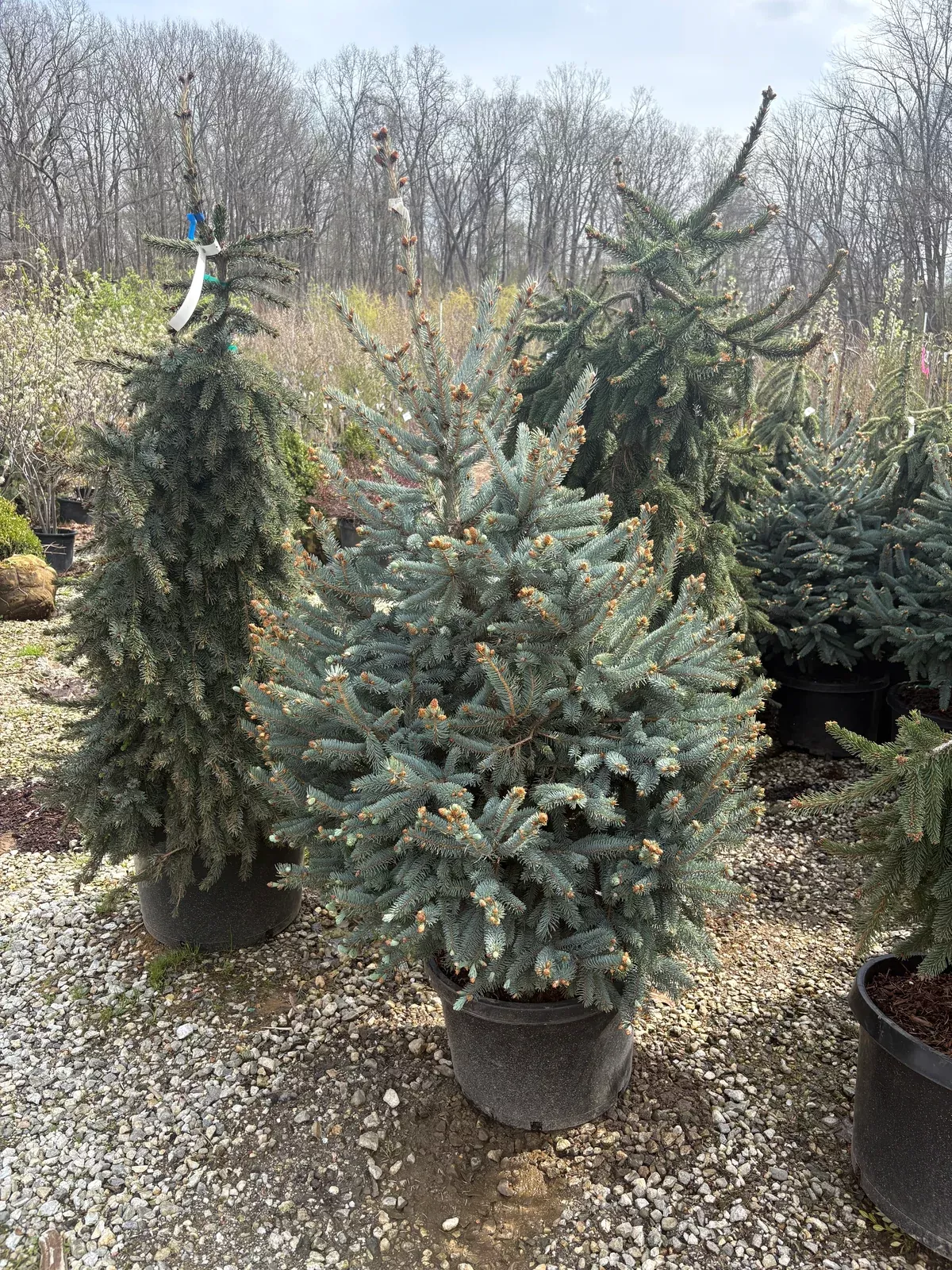 fat-albert-blue-spruce Fat Albert Blue Spruce