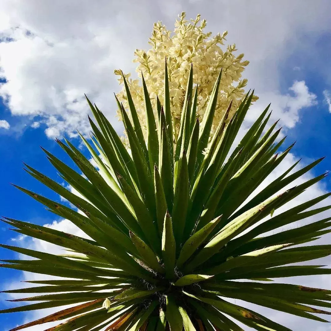 faxon-yucca Faxon Yucca