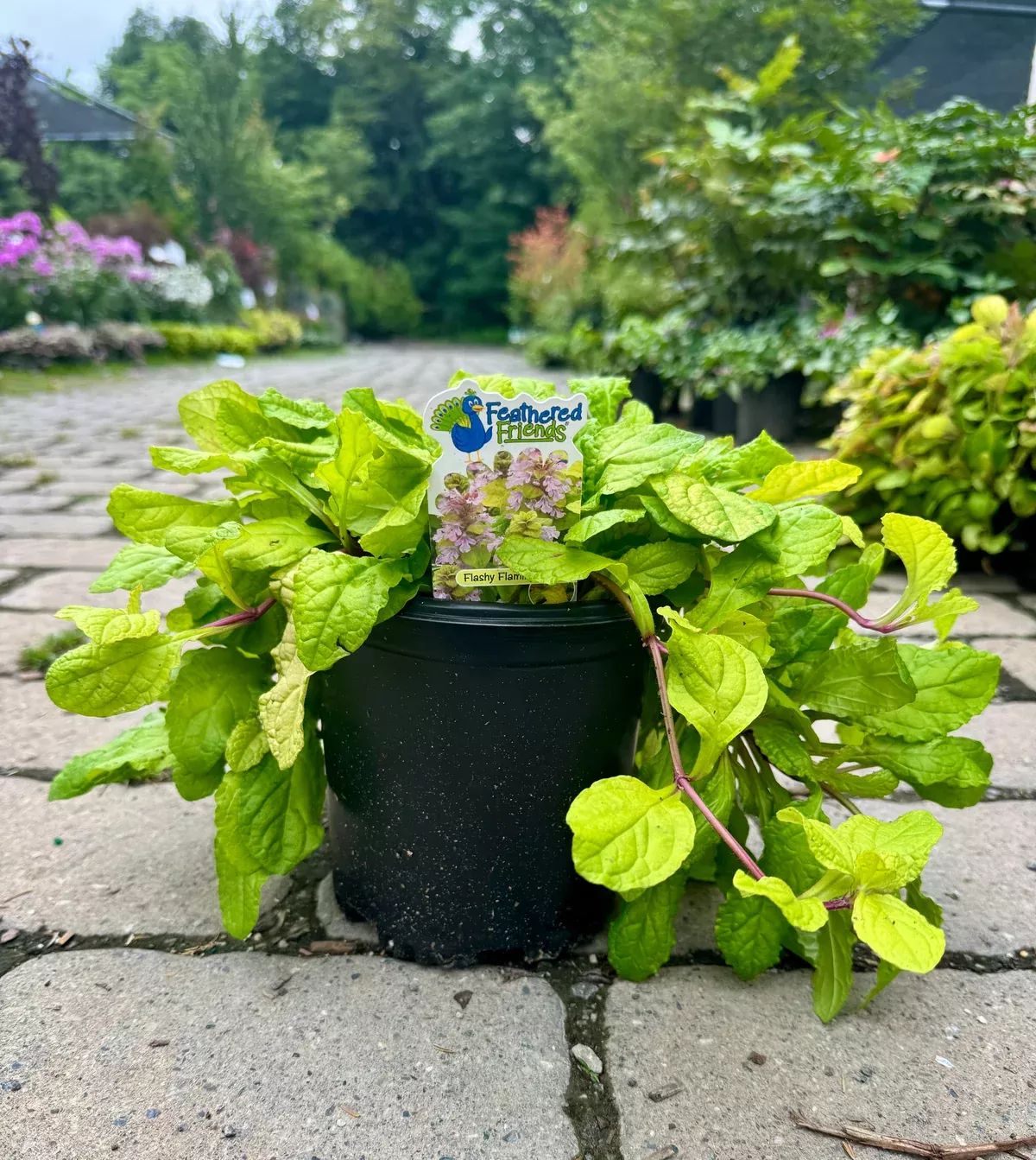 Feathered Friends™ Flashy Flamingo Bugleweed (Ajuga)