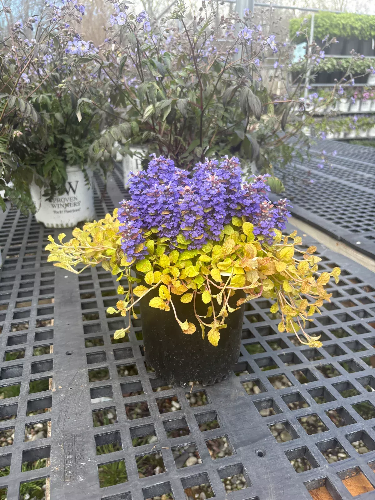 feathered-friends-parrot-paradise-bugleweed-ajuga Feathered Friends™ Parrot Paradise Bugleweed (Ajuga)