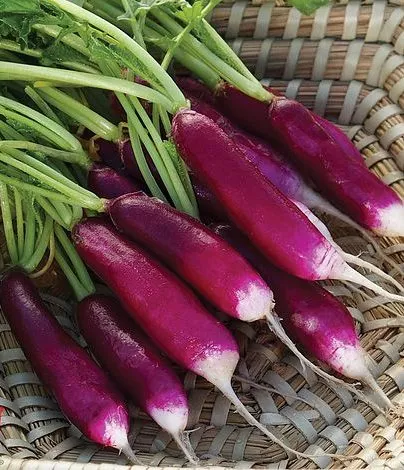 Felicia Radish