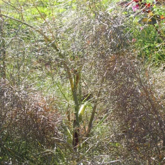 Fennel: Bronze