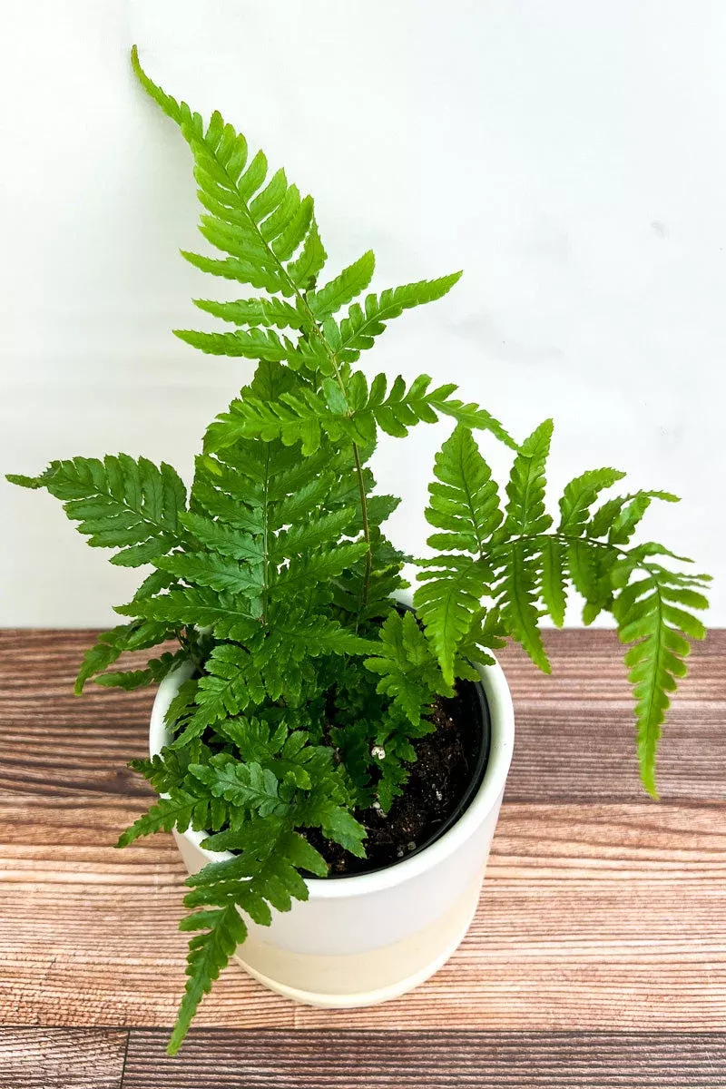 Fern: Autumn 6"